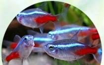 К чему снятся аквариумные рыбки: толкование значения сна по различным сонникам для мужчин и женщин